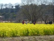 菜の花畑