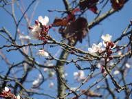桜の狂い咲き