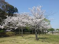 桜開花状況