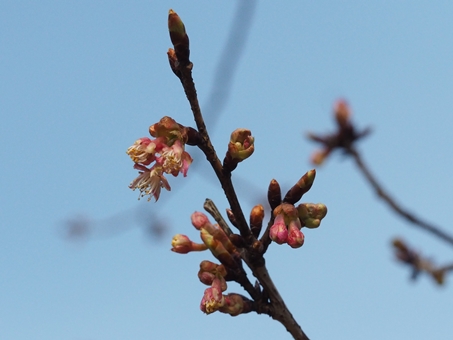 河津桜