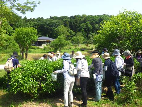 茶摘み体験