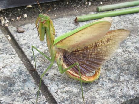 オオカマキリ