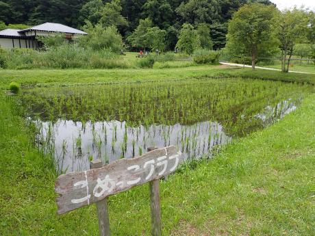 こめっこ田んぼ