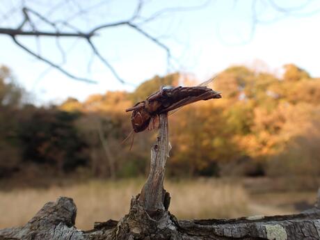 モズのはやにえ