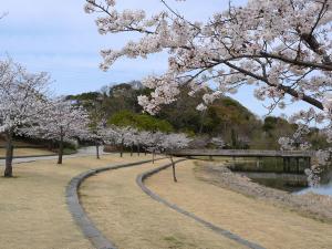 西口遠路桜