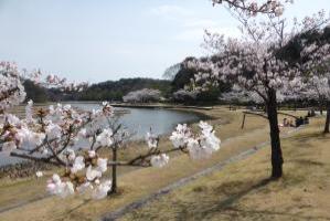 西口遠路桜