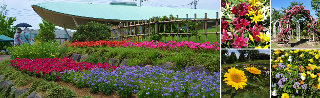 ゆいの花公園写真