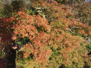 カエデ・アオシダレの紅葉