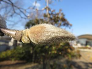 シモクレンの芽