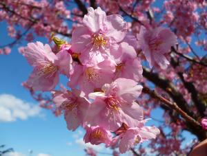 河津桜の様子