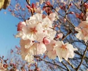 小彼岸桜の様子