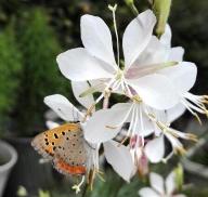 公園の生き物たちの写真19