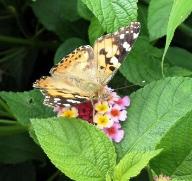 公園の生き物たちの写真23