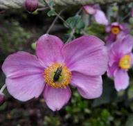 公園の生き物たちの写真22