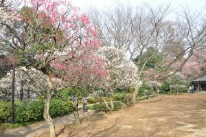 紅梅と白梅