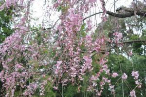 3月26日しだれ桜アップ